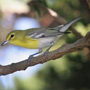 Yellow-Throated Vireo
