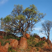 Grey Corkwood (Erythrina Vespertilio)