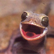 Raise a Lizard Together