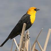Yellow-Headed Blackbird