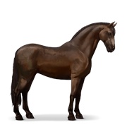 Canadian Horse - Dark Bay