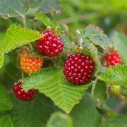 Salmonberry