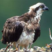 Watch the Ospreys at Bassenthwaite