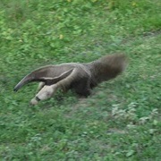 Watching Animals in the Llanos, Venezuela