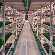 Greenhouse