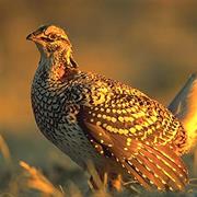 Grouse