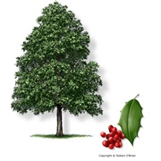 Holly Tree