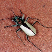 Coral Pink Sand Dunes Tiger Beetle (Utah)