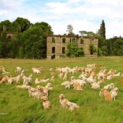 Scotland During Guisachen