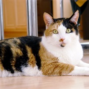 Calico