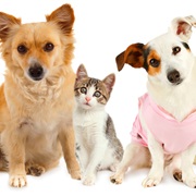 Own 10 or More Pets at One Time