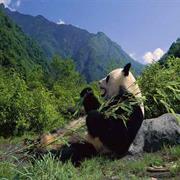 Sichuan Giant Panda Sanctuaries - Wolong, Mt Siguniang and Jiajin Moun