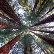 Go See the Redwood Trees