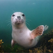 Farne Island, England