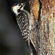 Red-Cockaded Woodpecker