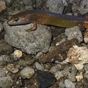 Ono-I-Lau Ground Skink