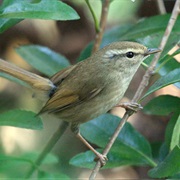 Japanese Bush-Warbler