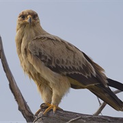 Tawny Eagle