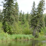 White Earth State Forest, Minnesota