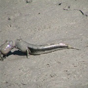 Mudskippers