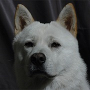 Jindo