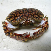 Brown Crab