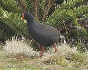 Gough Moorhen