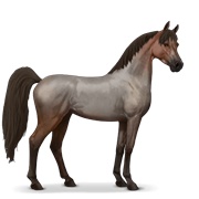 Arabian Horse - Roan