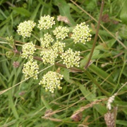 Pepper-Saxifrage (Silaum Silaus)