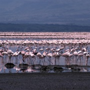 Lake Bogoria, Kenya