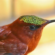 Juan Fernandez Firecrown