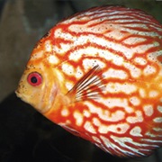 Discus