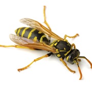 Paper Wasp