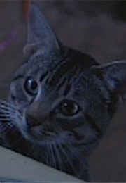 General, Cat's Eye (1982)