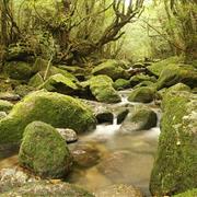 Yakushima