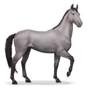 Akhal-Teke - Mouse Gray
