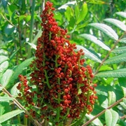 Sumac