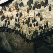 Visit a Bat Cave