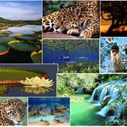 Visit the Pantanal