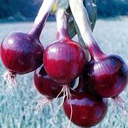 Red Wing Onion