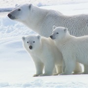 Polar Bear Watching Svalbard