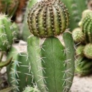 Cacti