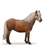 Shetland - Flaxen Chestnut