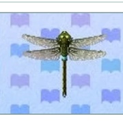 Darned Dragonfly