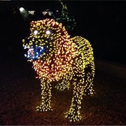 Go to the Zoo and See All the Lights and Animals!