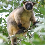 Lumholtz's Tree-Kangaroo