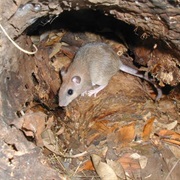 Carpentarian Rock Rat