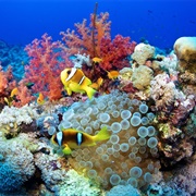 Red Sea Reef