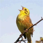 Listen to Birds Singing