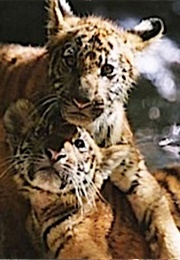 Koumal and Sangha, Two Brothers (2004)